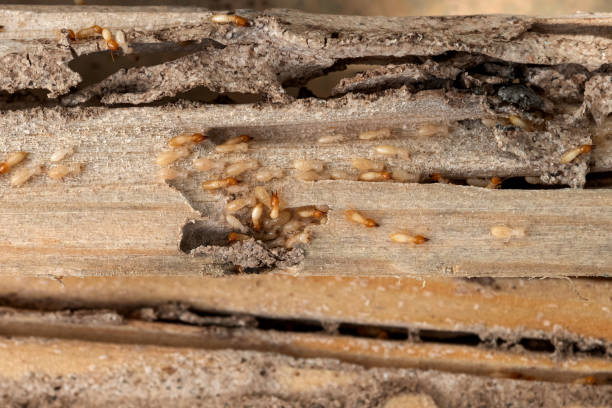 Best Commercial Pest Control Services  in Quincy, FL