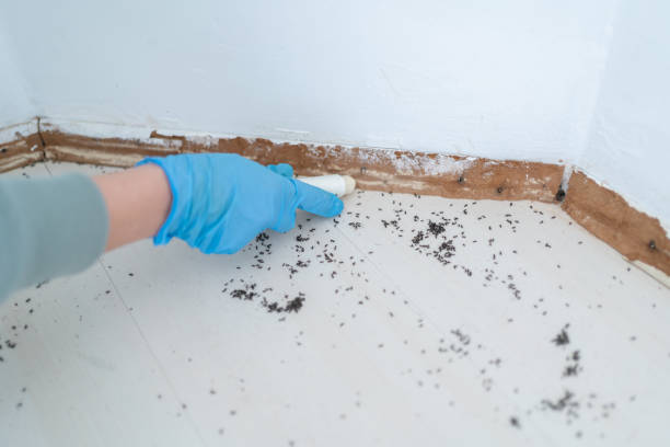 Best Wasp Removal Services  in Quincy, FL
